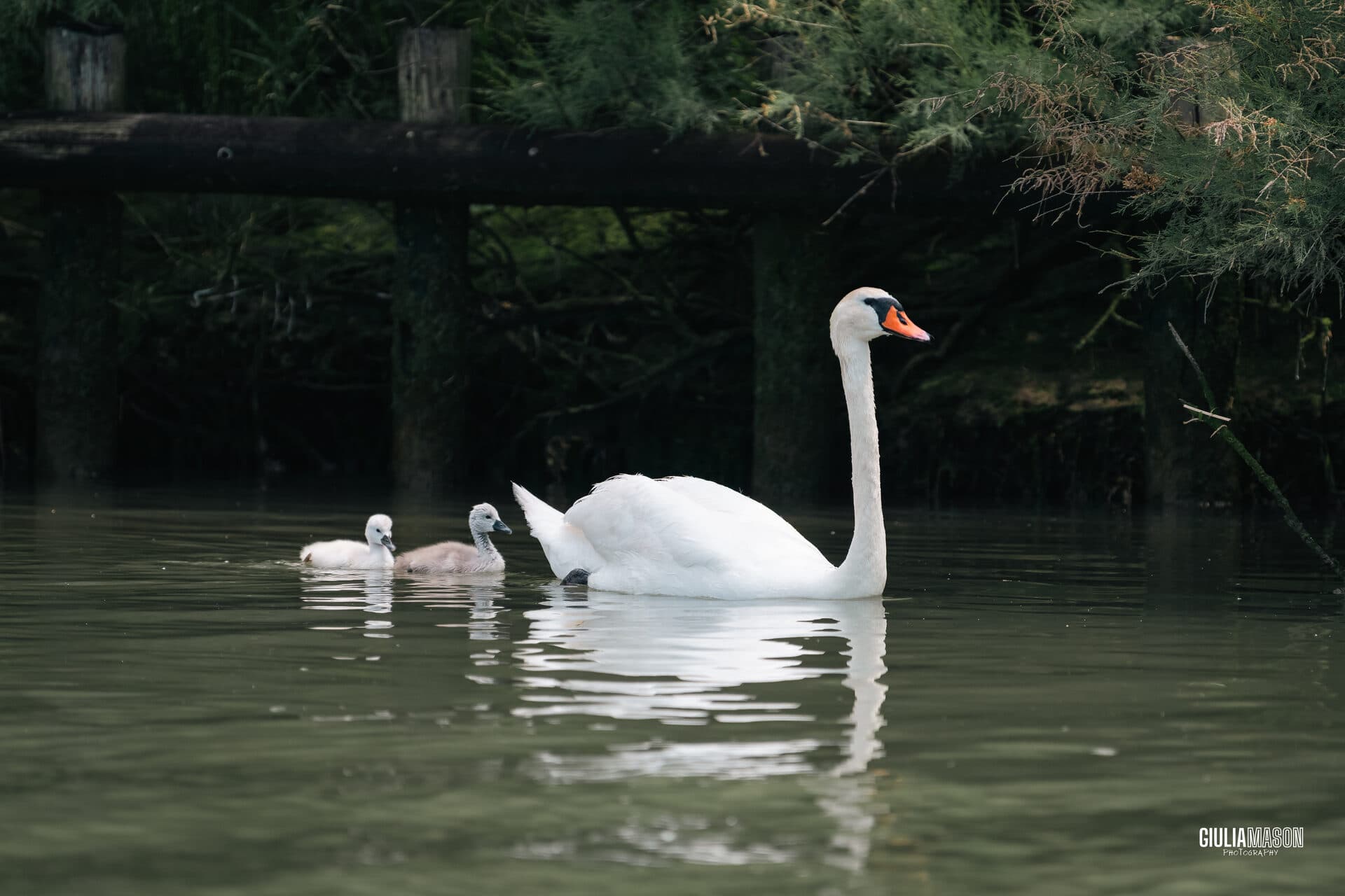 Pontoon Boat Tour